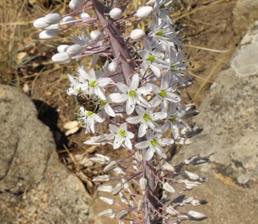 Dittero Syrphidae